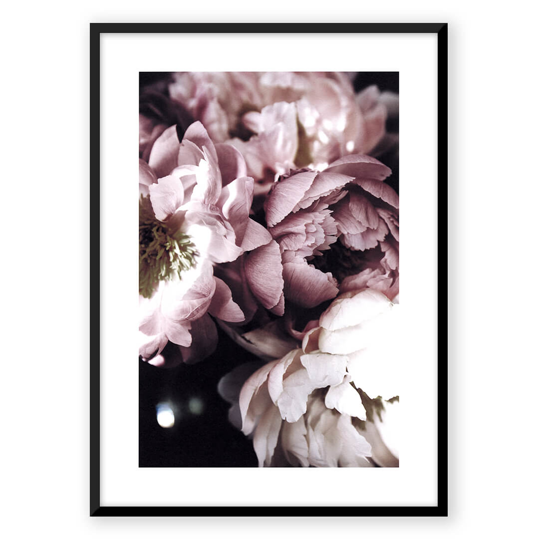 Purple Peony