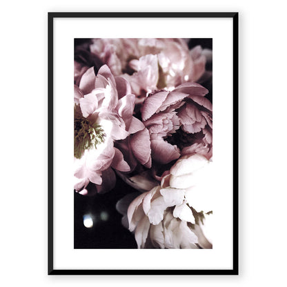 Purple Peony